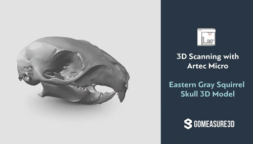 Artec Micro: 3D Scanning Squirrel Skull