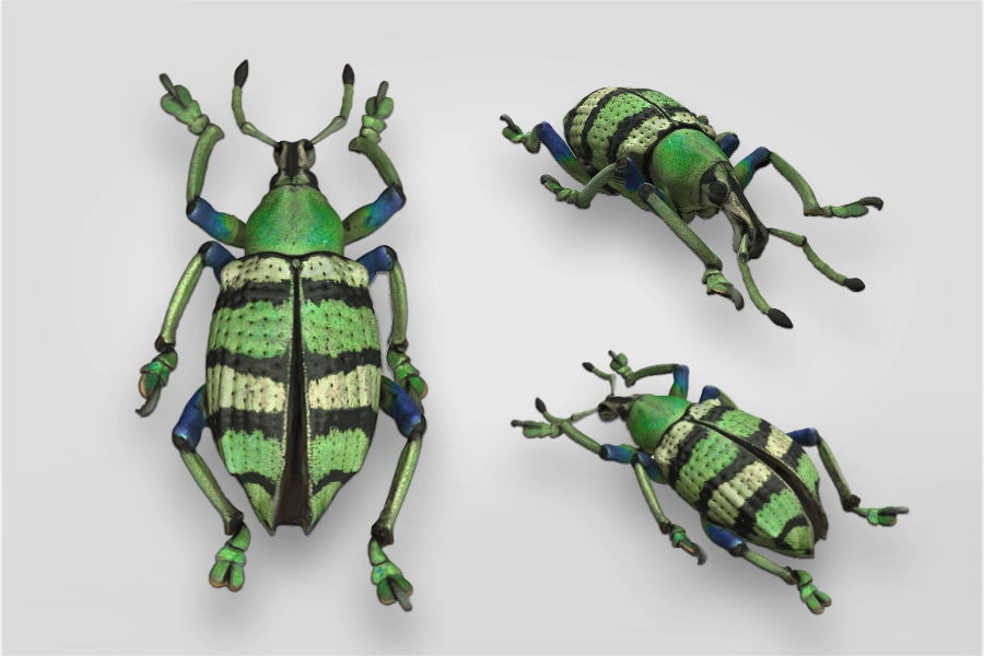 Beetle 3d scan