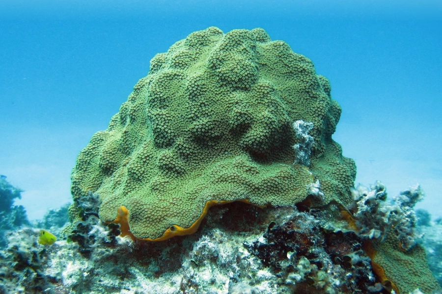 Under the Sea