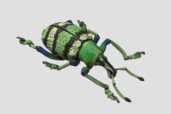 Bug texture scan